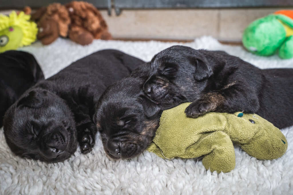 Von wegen Jööö: Hundepaten gesucht — es ist harte Arbeit