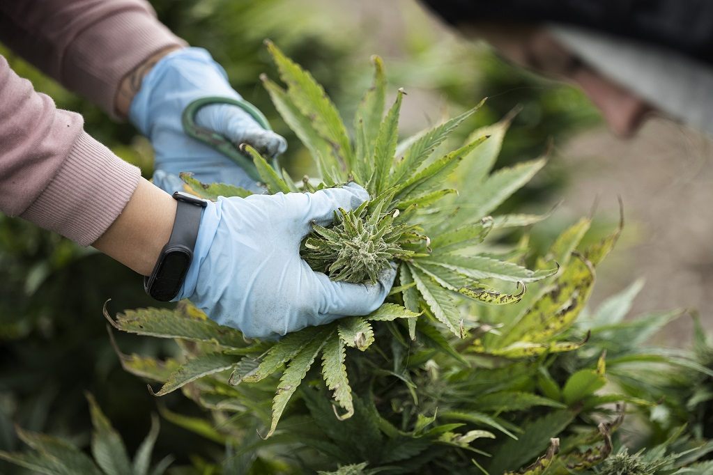 Bald soll auch der Anbau von legalem Cannabis kontrolliert werden