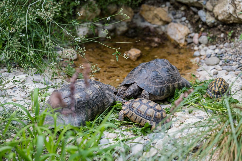 Im «Standby-Modus»: So überwintern Reptilien  im Zolli Basel