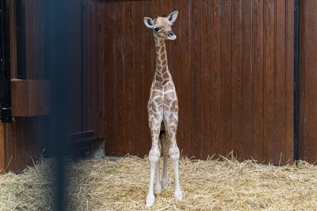 Giraffe Tufani wurde nur vier Monate alt