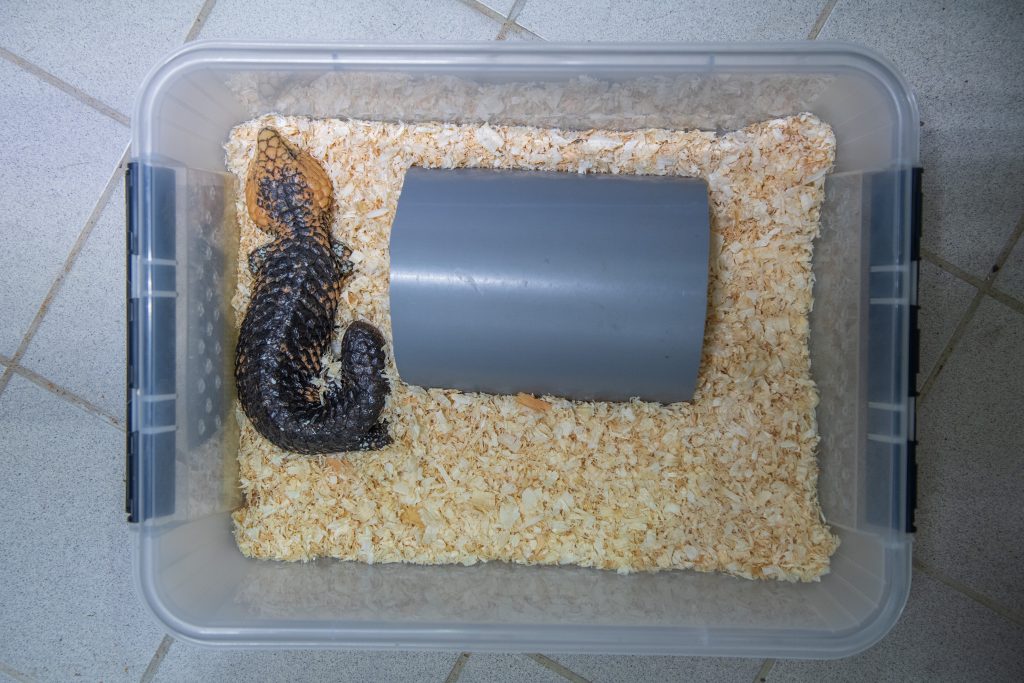 Im «Standby-Modus»: So überwintern Reptilien  im Zolli Basel