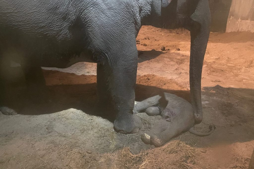 Kurz nach Geburt verstorben: Elefantenbulle war nicht lebensfähig
