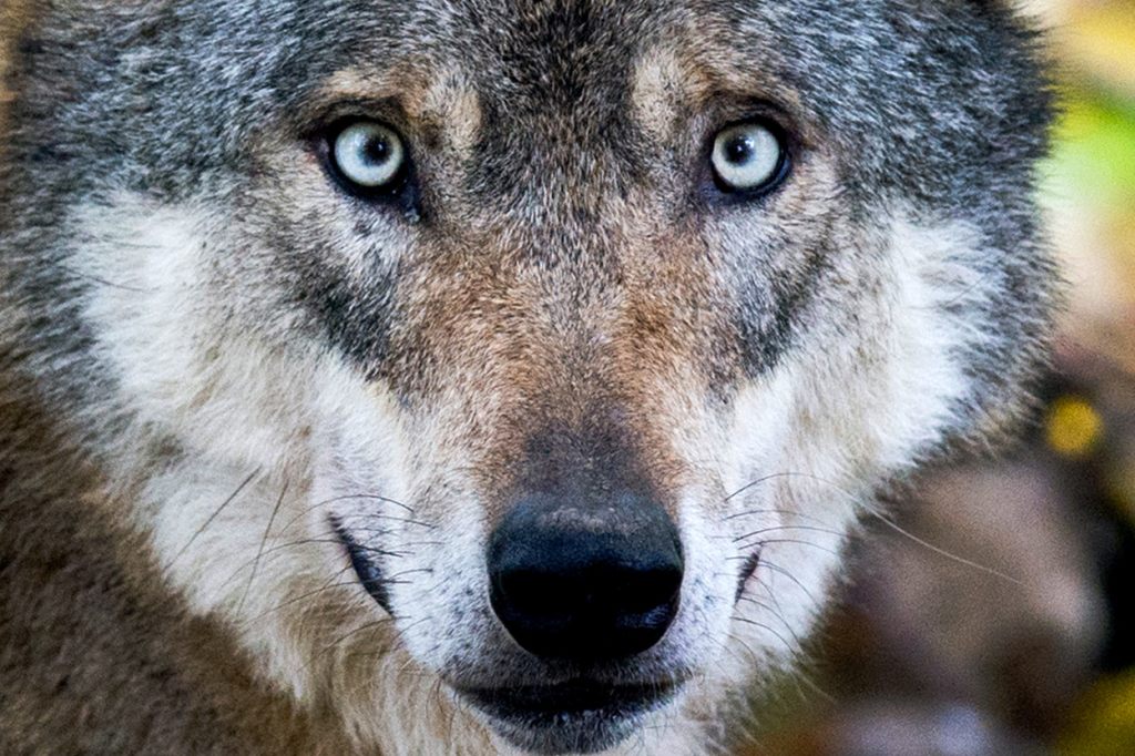 Es sind schon zehn Wolfsrudel im Graubünden