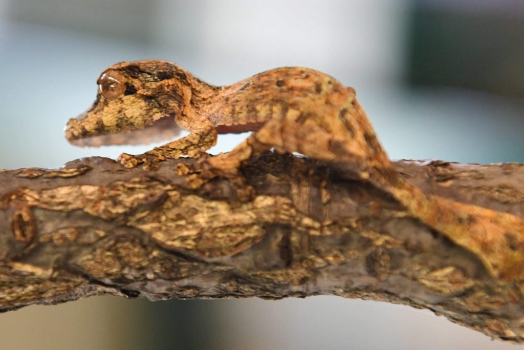 Geckos können ihren eigenen Geruch erkennen