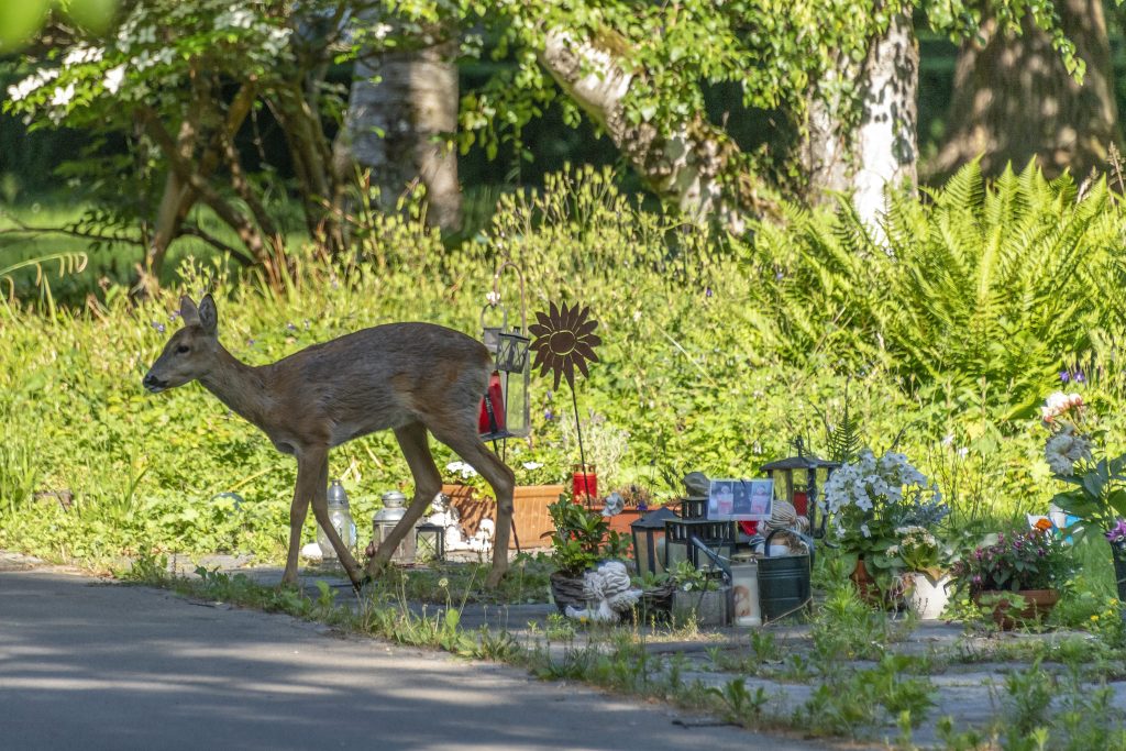 Ein Drittel der Hörnli-Rehe muss in den Jura