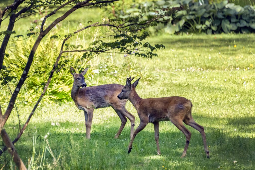 Ein Drittel der Hörnli-Rehe muss in den Jura