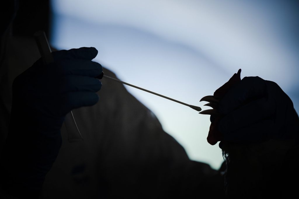 Zwei Vogelgrippe-Fälle in Basel-Stadt