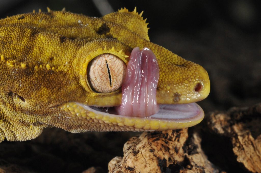 Geckos können ihren eigenen Geruch erkennen
