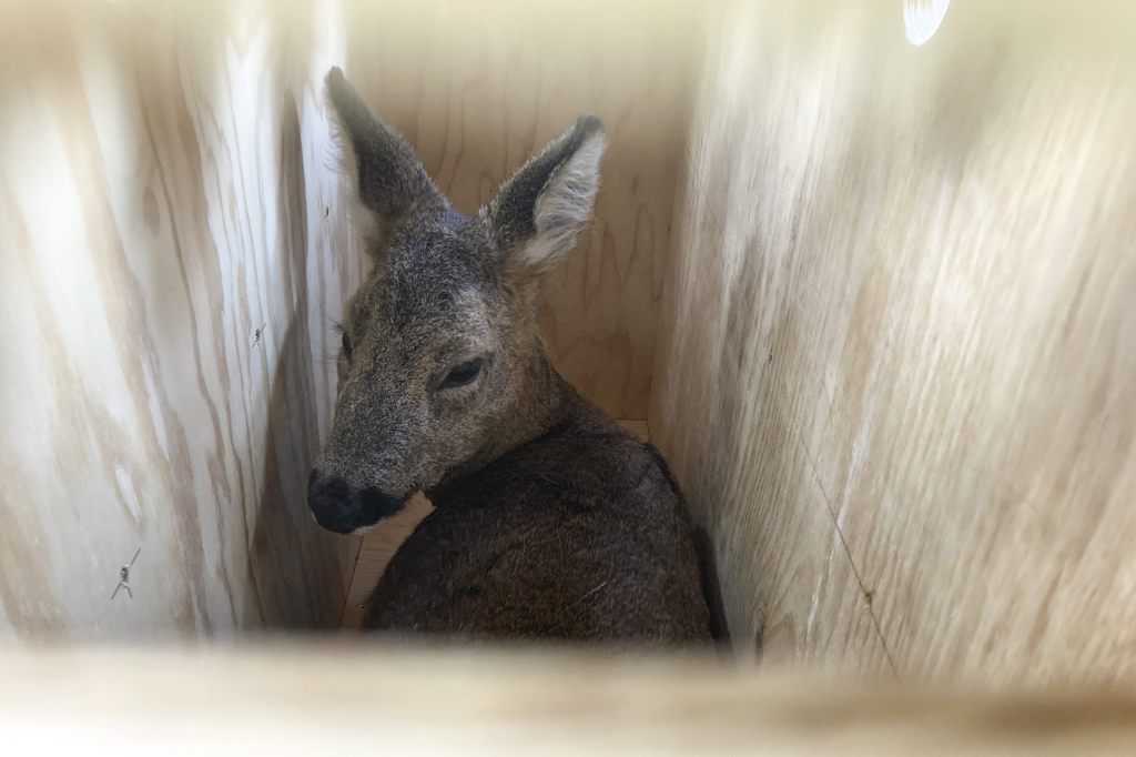 Die ersten Hörnli-Rehe sind bereits im Jura