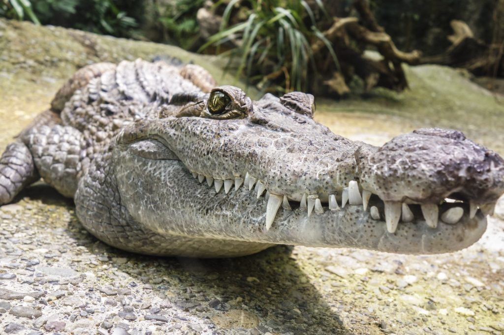 Alligator in New Yorker Park ausgesetzt