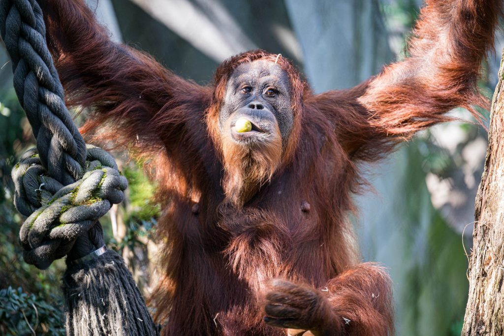 Experten stellen das Einschläfern von Orang-Utan-Baby in Frage