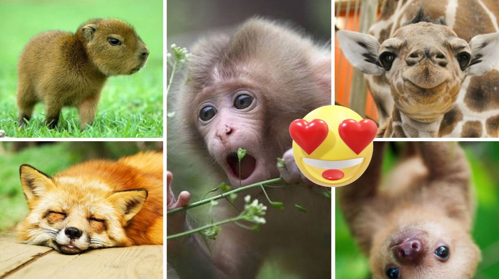 Es ist wieder Zeit für den Jöö-Moment: Mit Tierchen-Bildern ins Wochenende