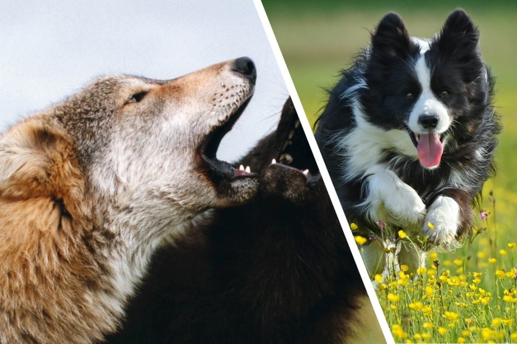 Warum viele Haushunde nicht mehr wie Wölfe heulen