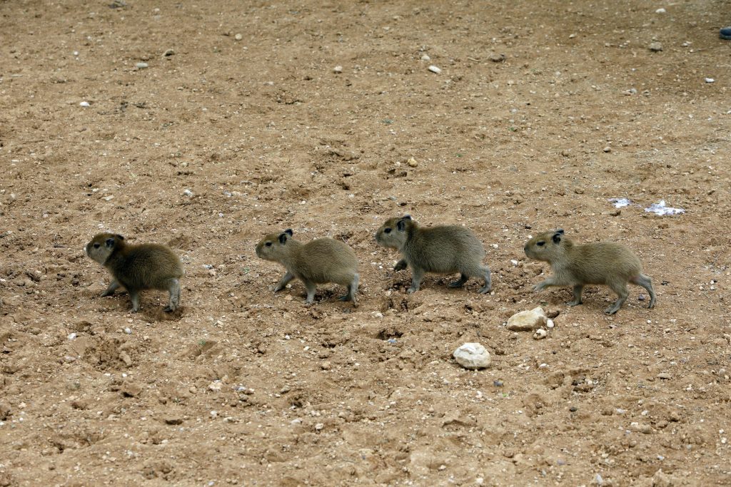 Ist der Capybara-Hype schon bei dir angekommen?