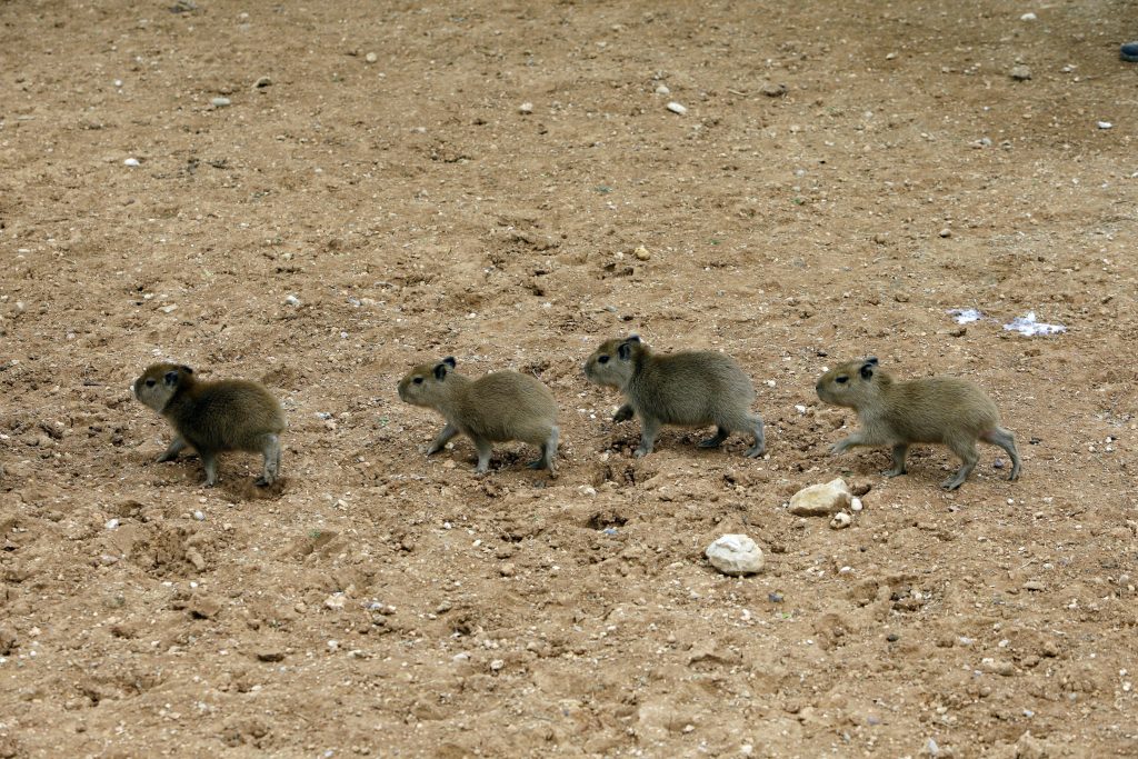 Ist der Capybara-Hype schon bei dir angekommen?