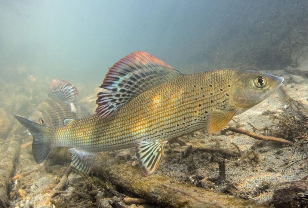 Einöde unter Wasser: In unseren Bächen gibt es nur wenige Fischarten