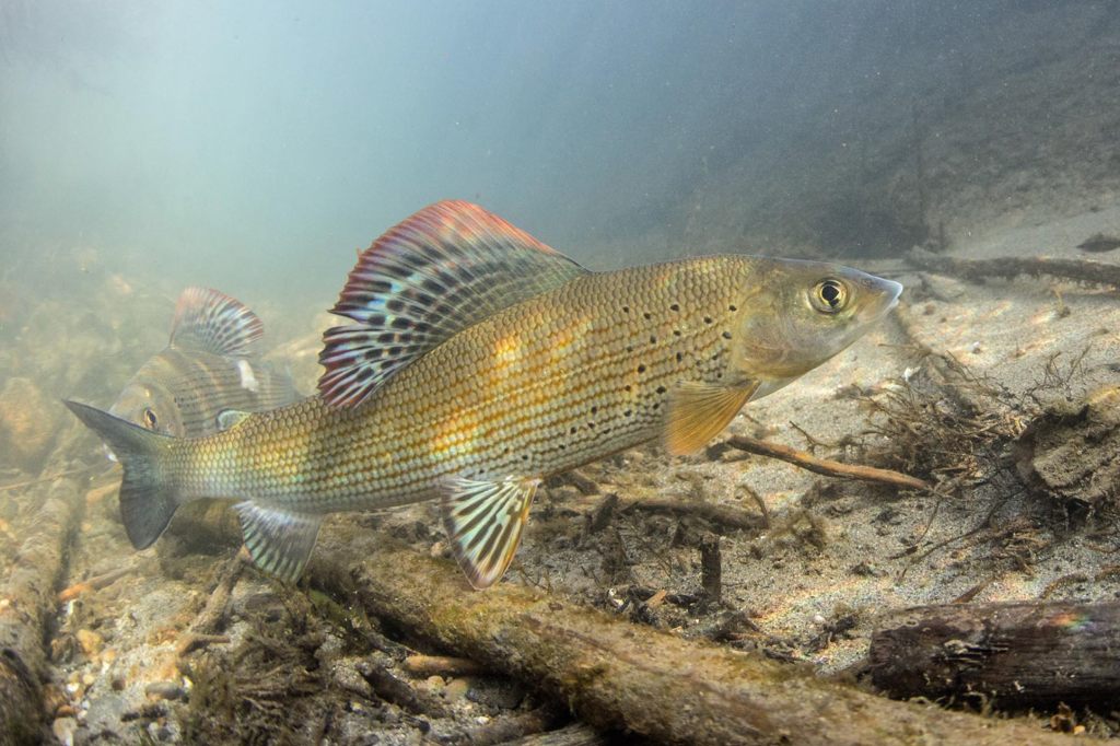 Einöde unter Wasser: In unseren Bächen gibt es nur wenige Fischarten