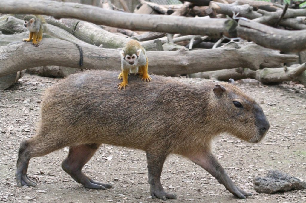 Ist der Capybara-Hype schon bei dir angekommen?