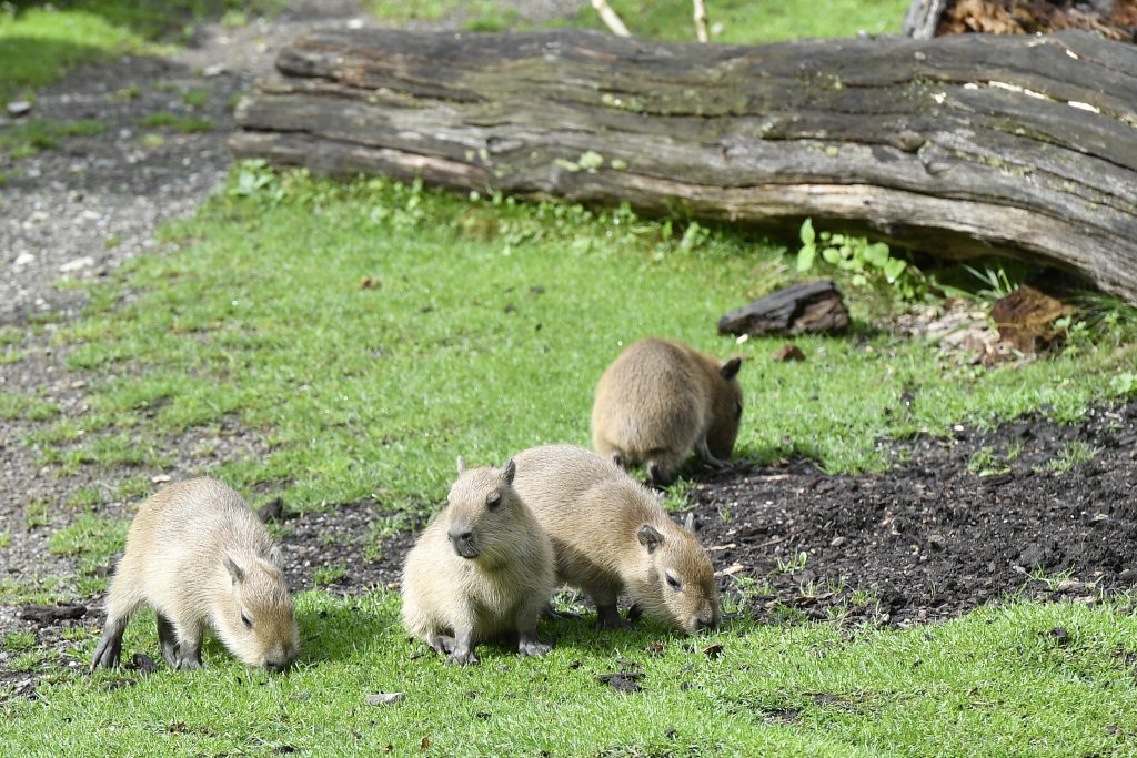Ist der Capybara-Hype schon bei dir angekommen?