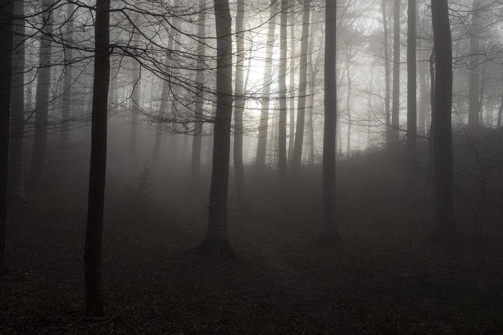 Fast die Hälfte der Schweizer Wälder ist unnatürlich