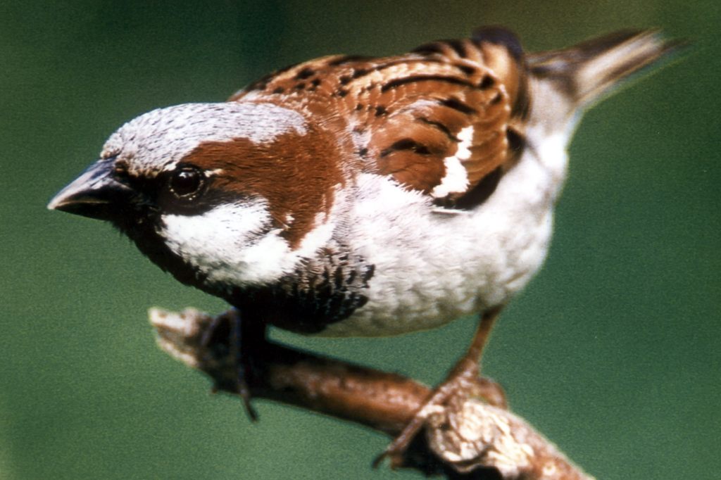 Singvögel riskieren für enge Freunde mehr als für ferne Bekannte