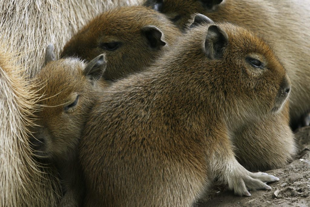 Ist der Capybara-Hype schon bei dir angekommen?