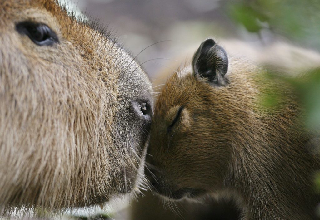 Ist der Capybara-Hype schon bei dir angekommen?