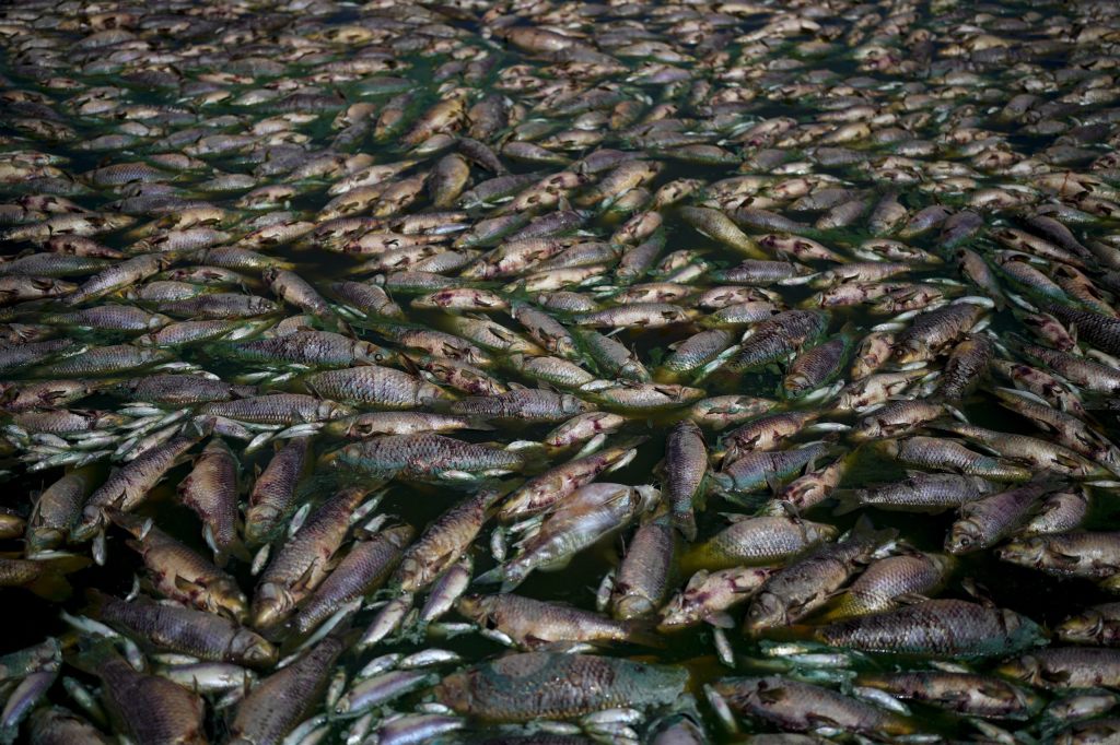 Millionen tote Fische in australischem Fluss