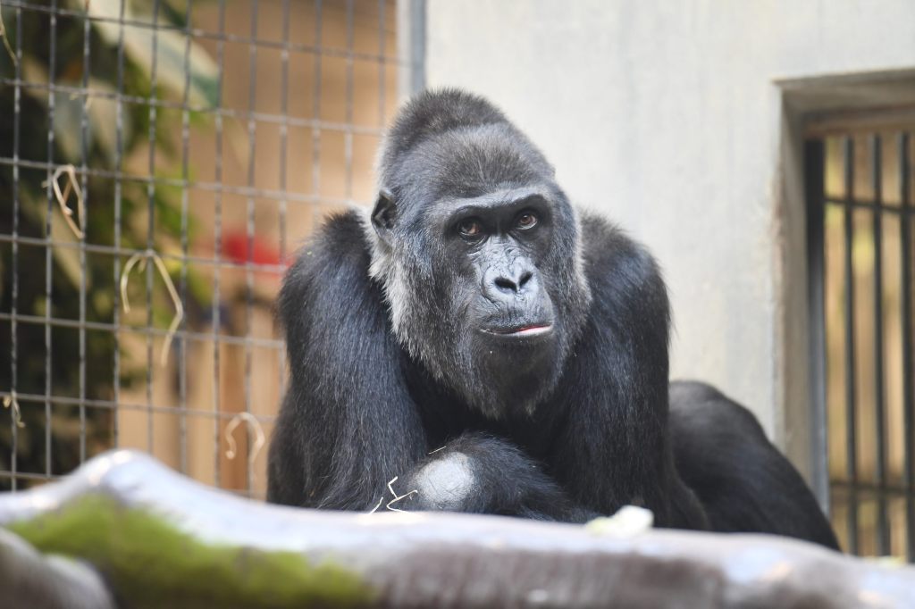 Gorilla-Dame Faddama (†40) gestorben