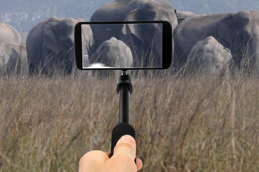 Mann (27) bei Selfie-Versuch von Elefant zertrampelt