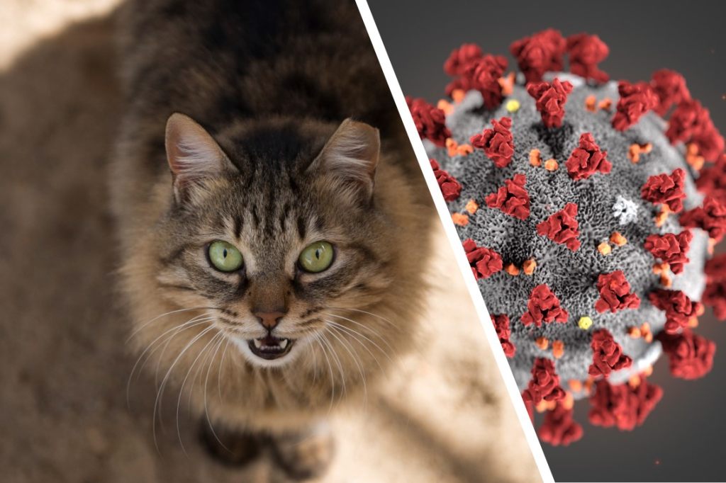 Britische Regierung erwog wegen Corona die Tötung von Hauskatzen