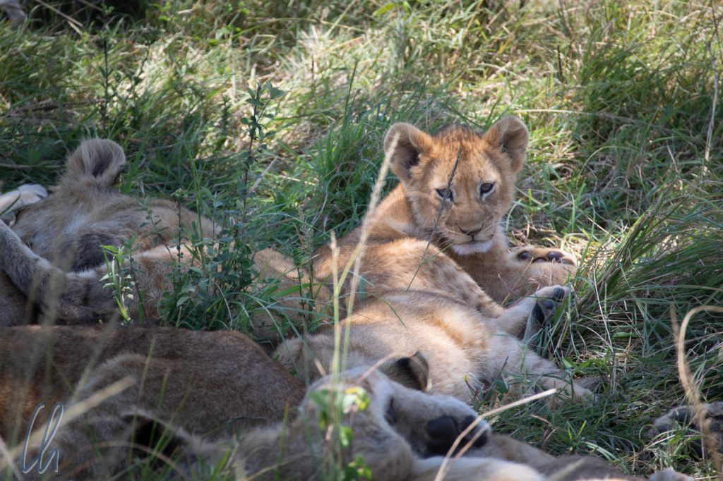 Endlich Nachwuchs bei extrem bedrohten Löwen in Westafrika