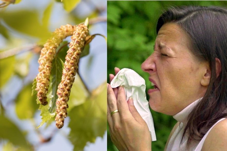 Bist du allergisch auf Birkenpollen? Jetzt geht’s wieder los!
