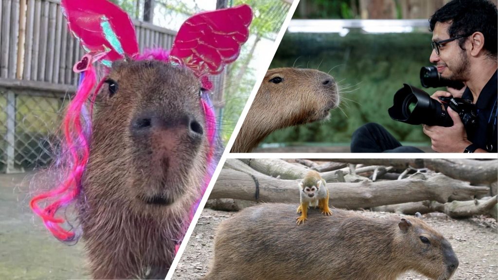 Ist der Capybara-Hype schon bei dir angekommen?