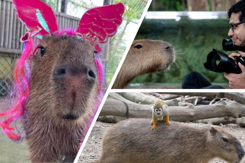 Ist der Capybara-Hype schon bei dir angekommen?