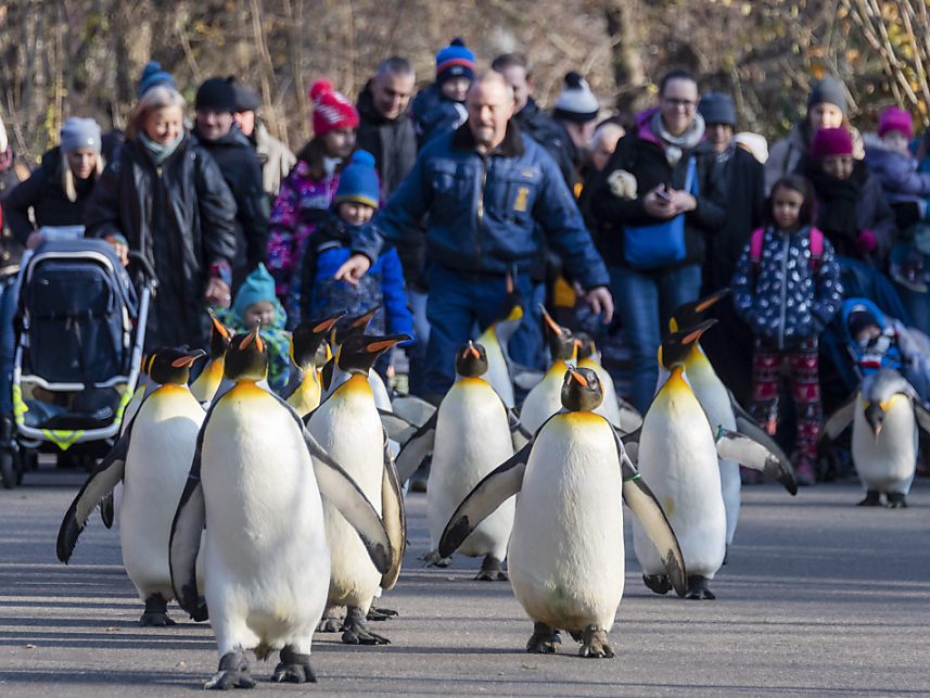 Tierische Freude über neuen Besucherrekord im Zolli