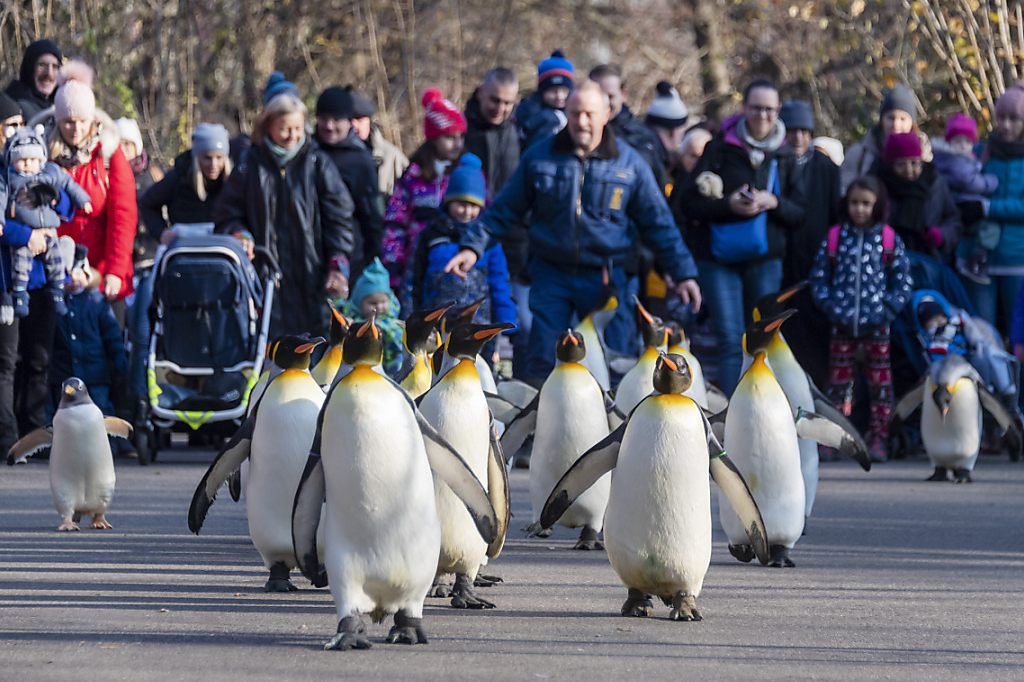 Tierische Freude über neuen Besucherrekord im Zolli