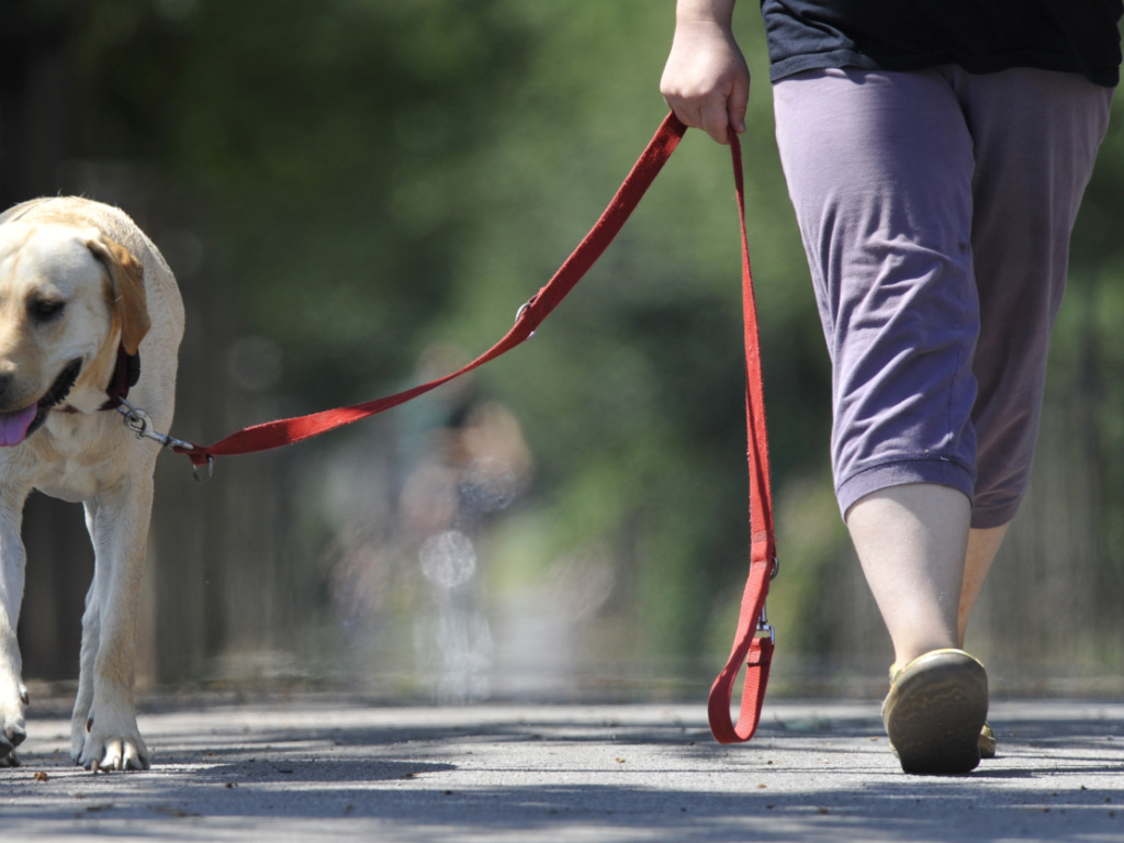 Ab 1. April gilt in der Region die Leinenpflicht für Hunde