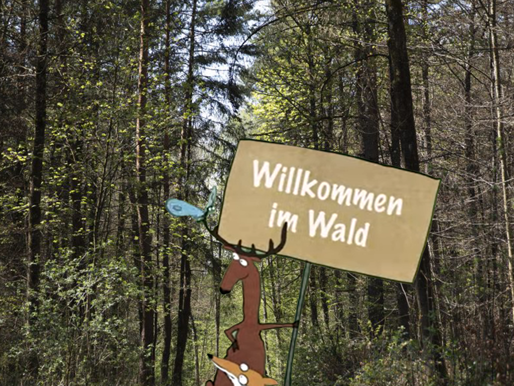 Wald-Knigge: So hilfst du, dass der Wald gesund bleibt