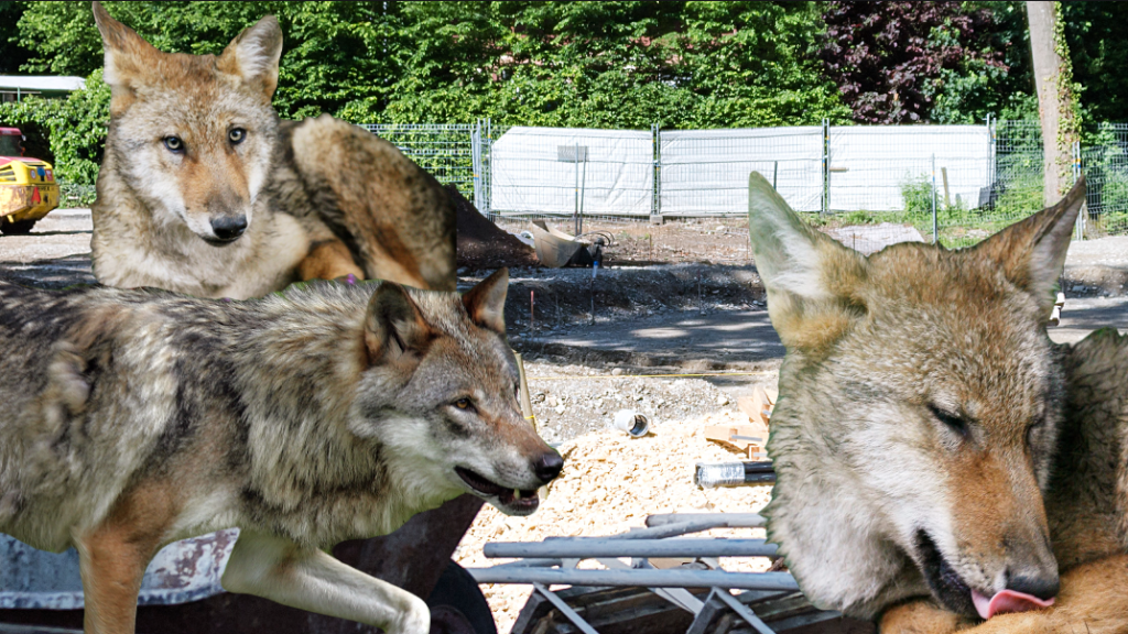 Auf 5&#8217;000 Quadratmetern wird gebaut: Der Wolf kommt in die Langen Erlen