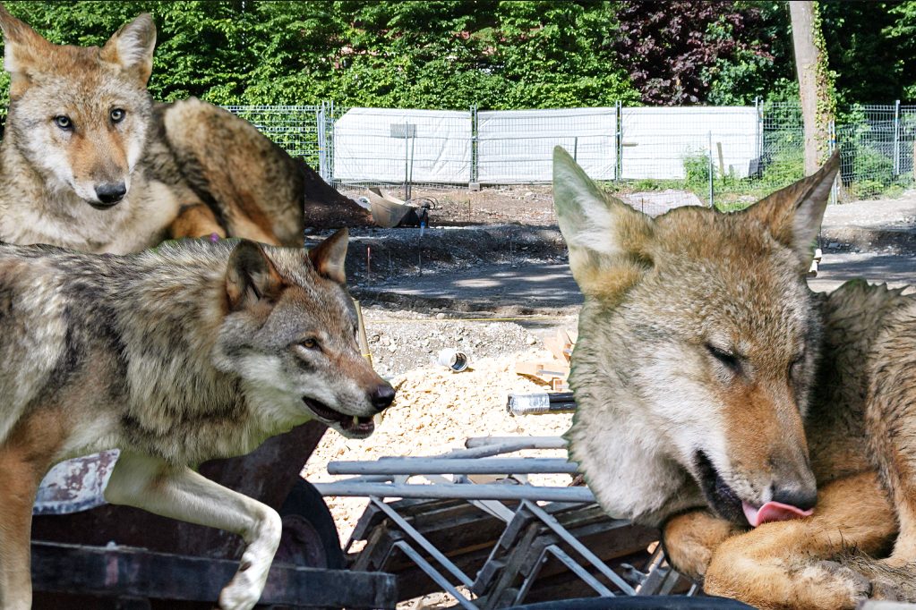 Auf 5&#8217;000 Quadratmetern wird gebaut: Der Wolf kommt in die Langen Erlen