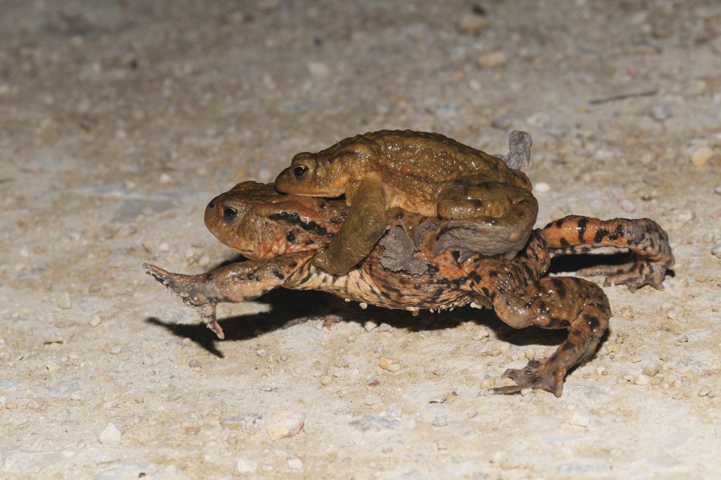 Vorsicht! Wann die Amphibien auf den Strassen unterwegs sind