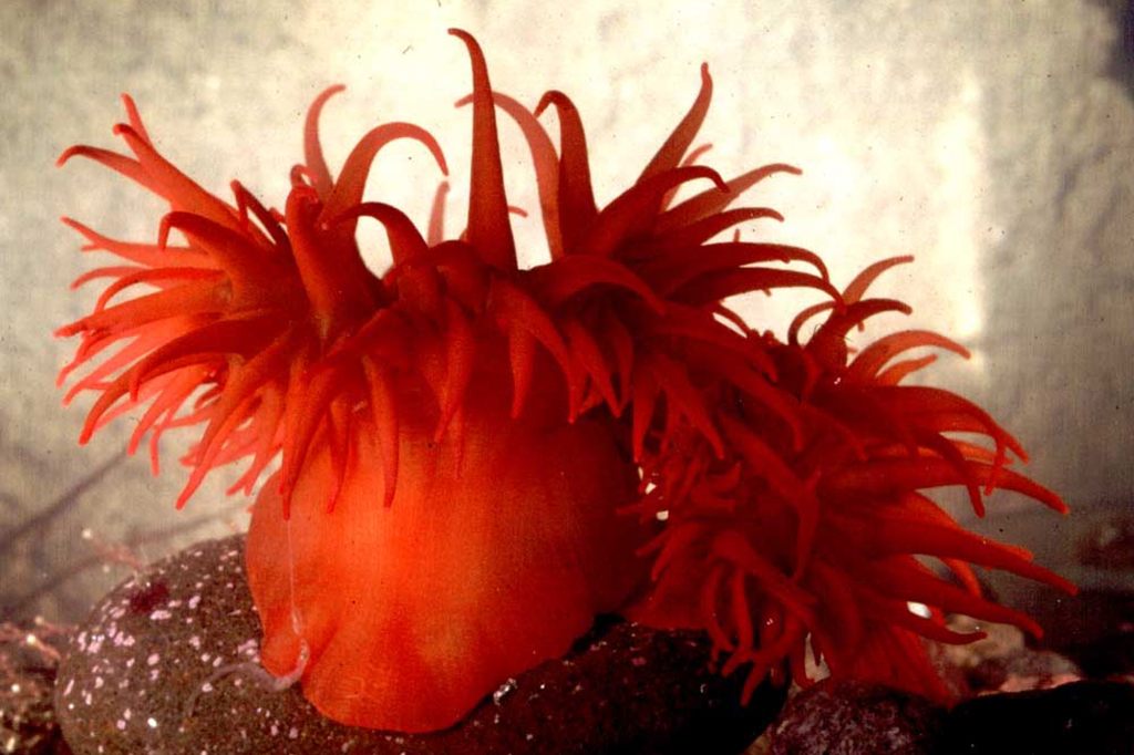Herzmuskeln von Seeanemonen und Menschen sind ähnlich