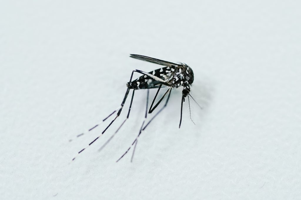 Kanton lädt zur Tigermücken-Sprechstunde