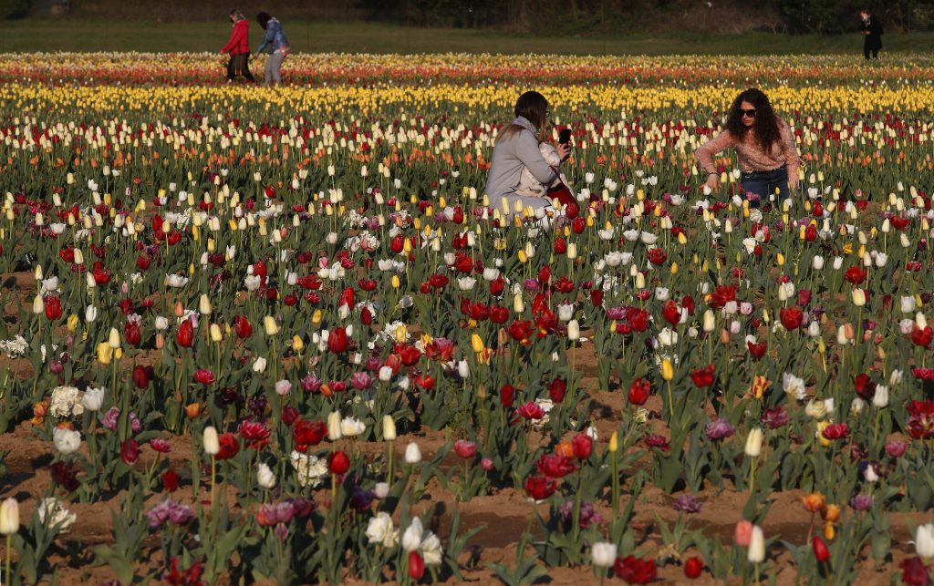 Wegen hoher Energiekosten: Gibt es bald weniger Blumen in der Niederlande?