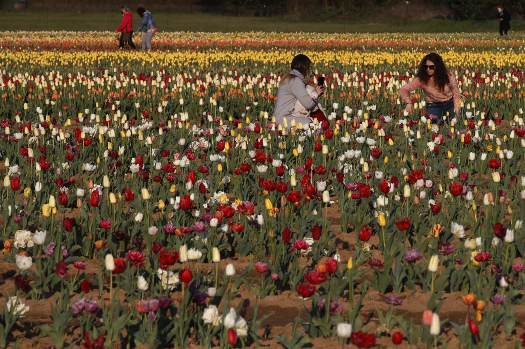 Wegen hoher Energiekosten: Gibt es bald weniger Blumen in der Niederlande?