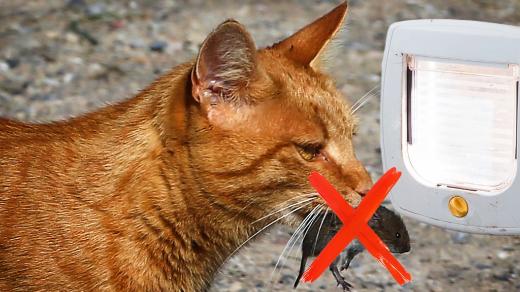 Intelligente Katzenklappe So wird dir keine Maus mehr ins Haus getragen Baseljetzt