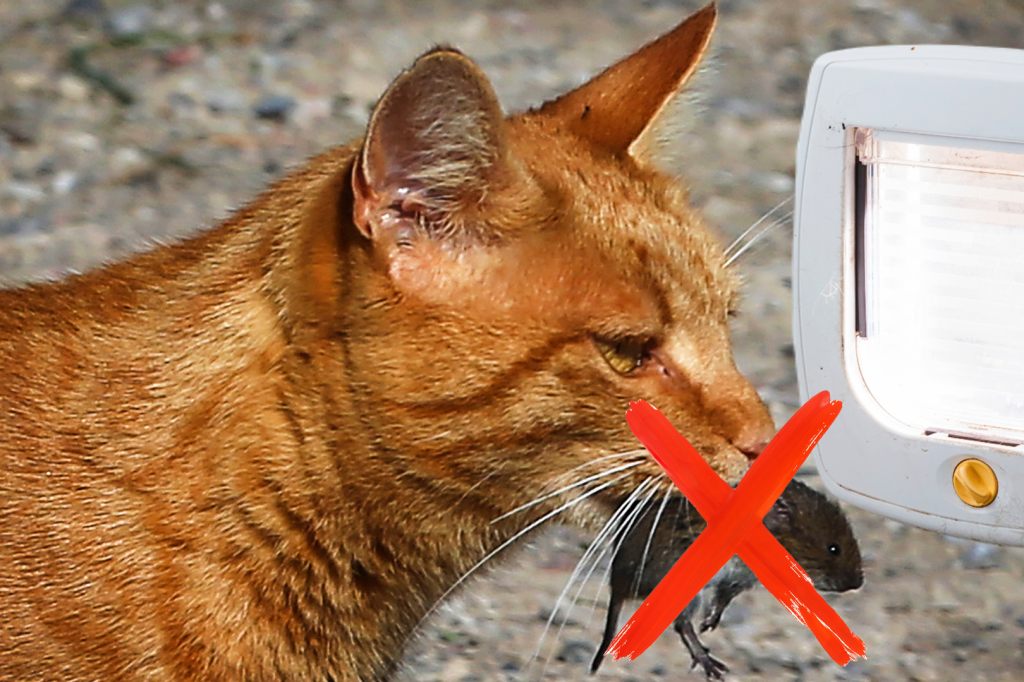 Intelligente Katzenklappe: So wird dir keine Maus mehr ins Haus getragen