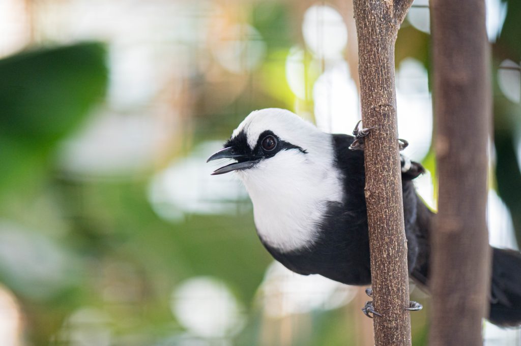 Im Zolli sollen Vögel gegen die Vogelgrippe geimpft werden