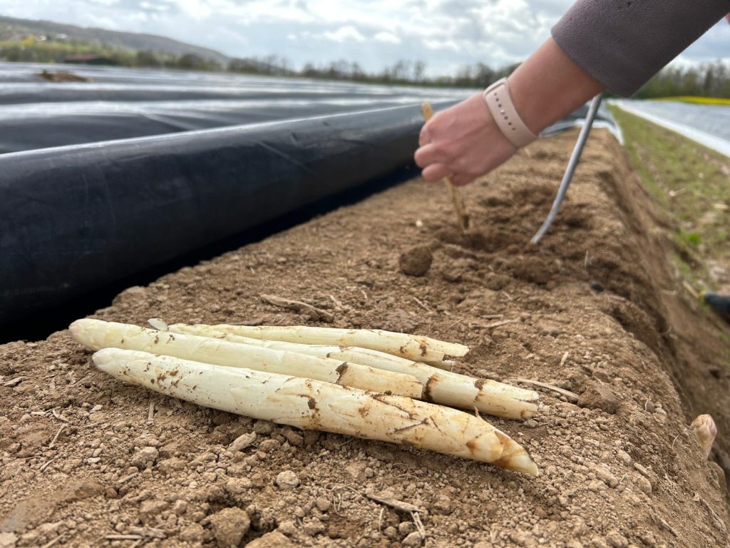 Es ist zu kalt: Schweizer Spargel lässt auf sich warten